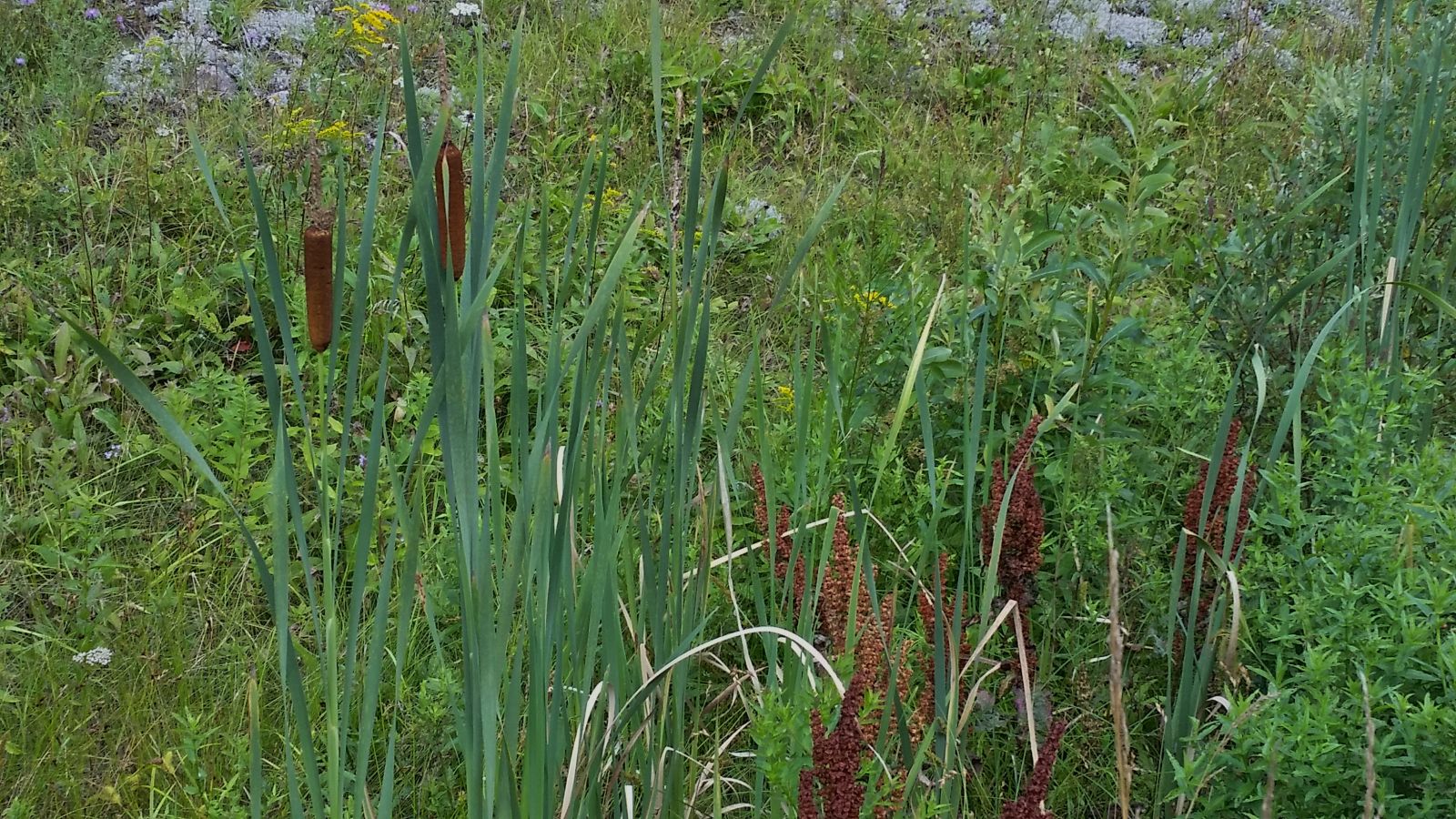 Cattails!