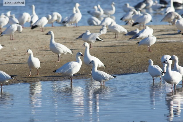 Ross's Goose