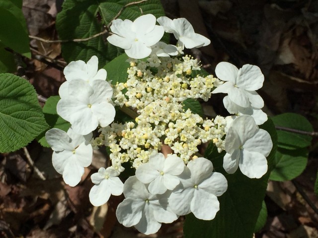Hobblebush along the Ampersand Mountain Trail