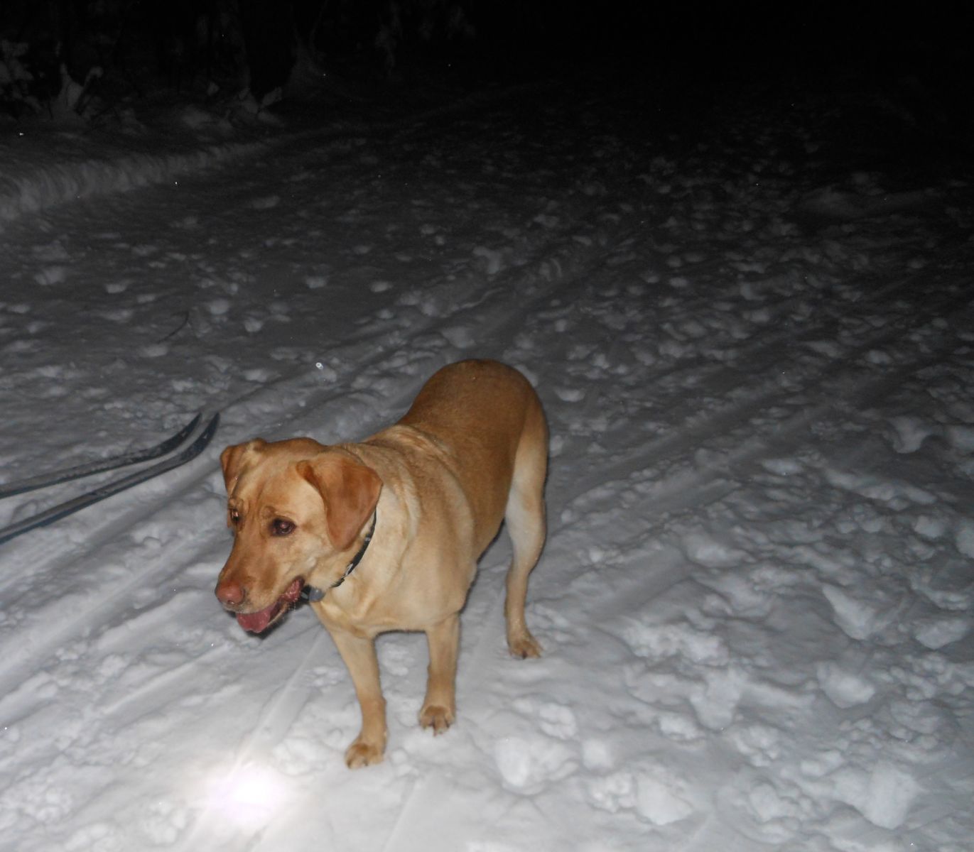 Dakota ready for some night skiing