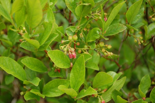 Huckleberry on Wildway Overlook trail