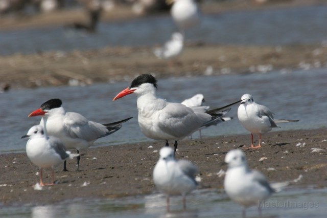 Bonaparte's Gulls and Caspian Terns - Larry