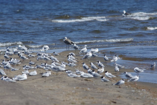 gulls - Noblewood
