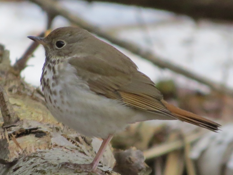 Hermit Thrush by Joan Collins