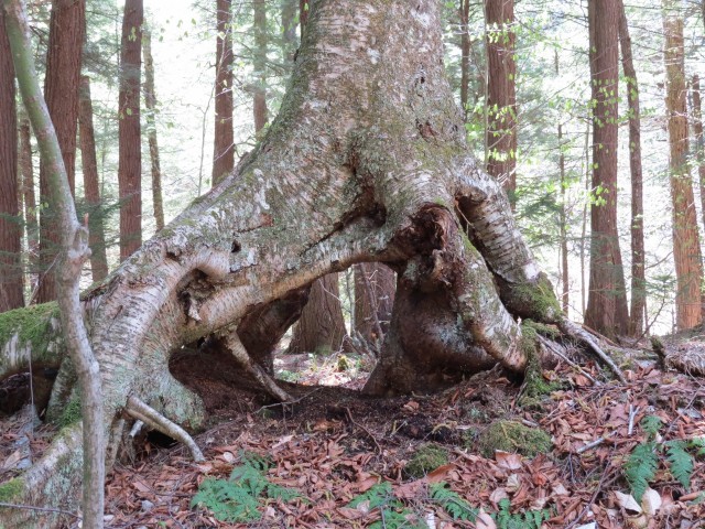 Old growth along the Ampersand Mountain Trail