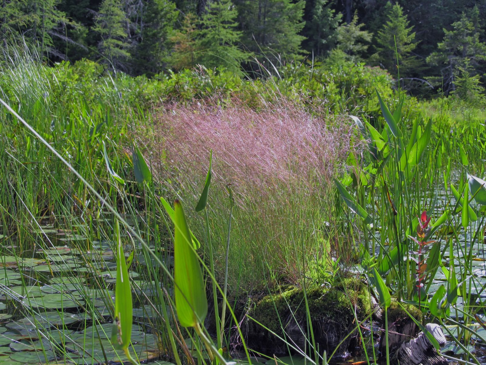 Pink grass?