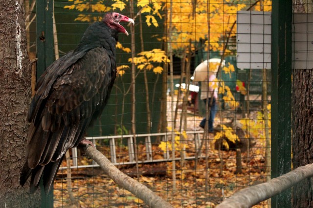 A close-up look at a turkey vulture.