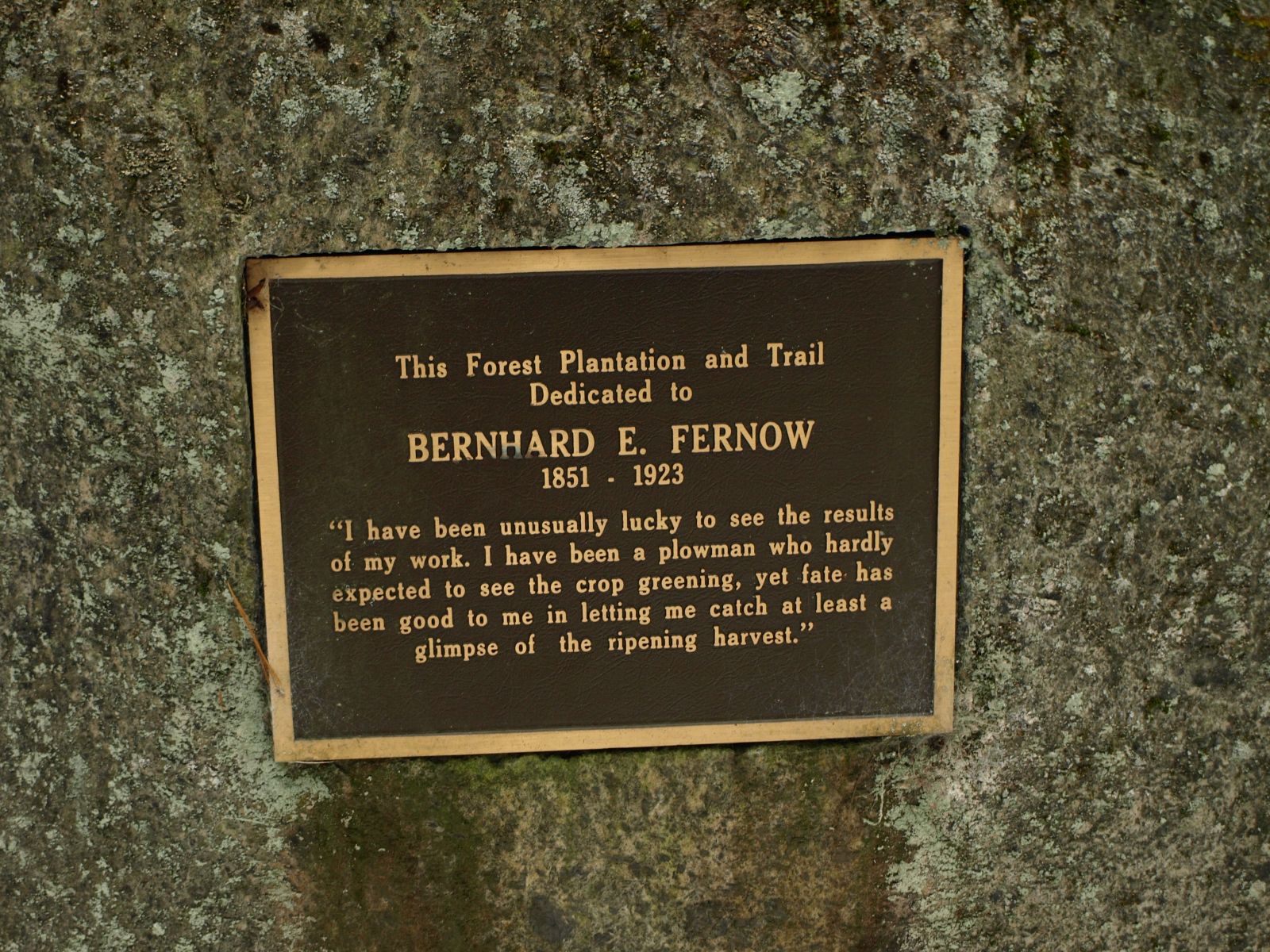 Fernow Forest