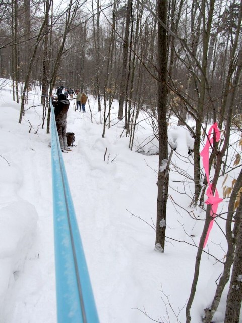 This is how most maple will be collected in the 21st century. And a good thing, too, as it is poised to skyrocket in popularity.