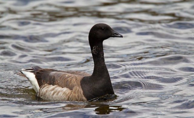 Brant - Larry