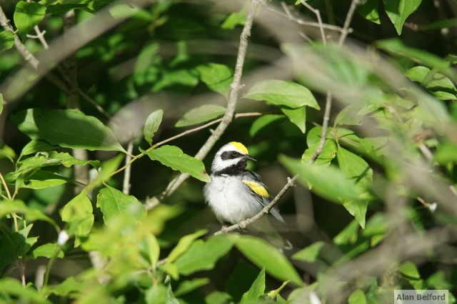 Golden-winged Warbler