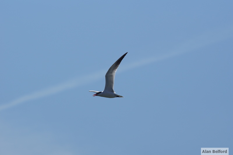 Caspian Terns show up in April on Lake Champlain - often seen resting on the sand spits or cruising overhead.