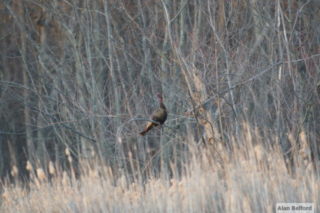 Wild Turkey