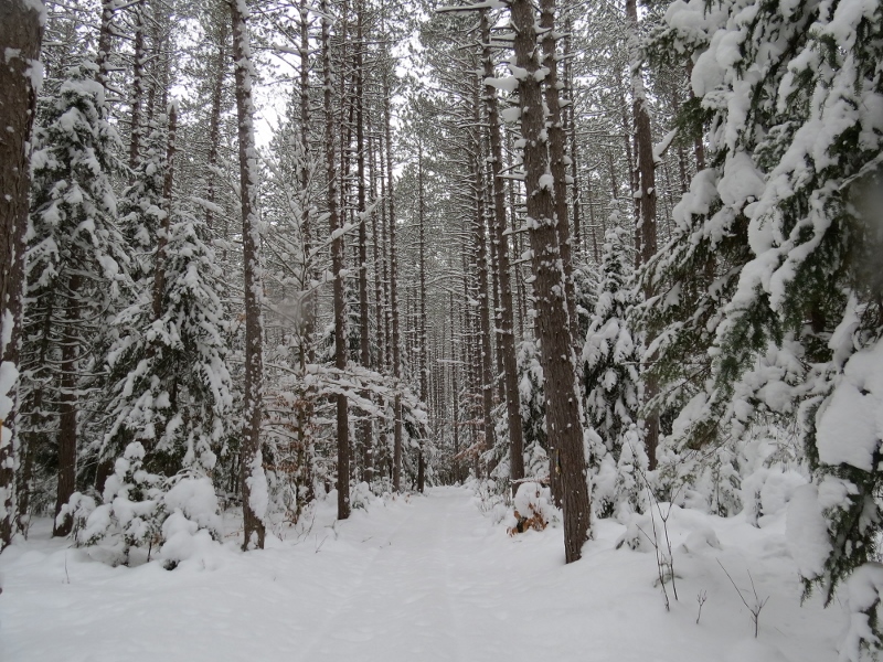 Red Pine Forest