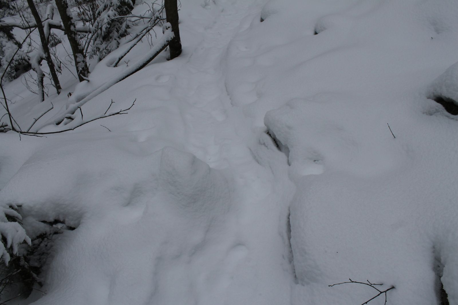 One snowshoe wide!