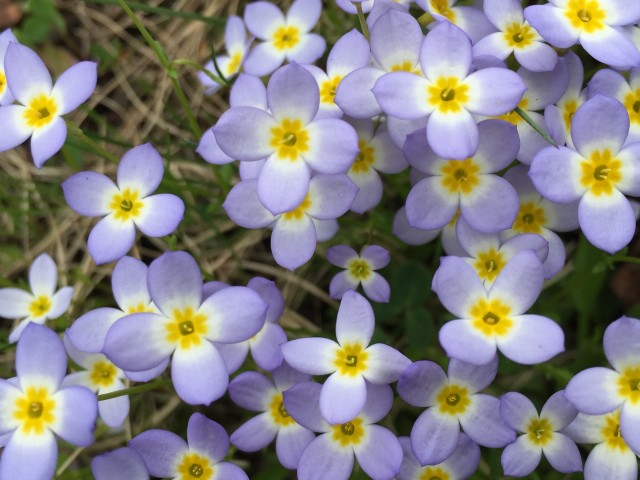 Bluets
