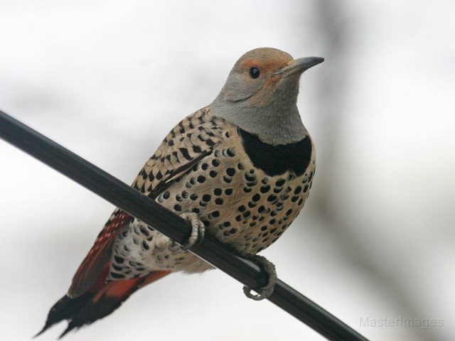 northern flicker - Larry northern flicker - Larry