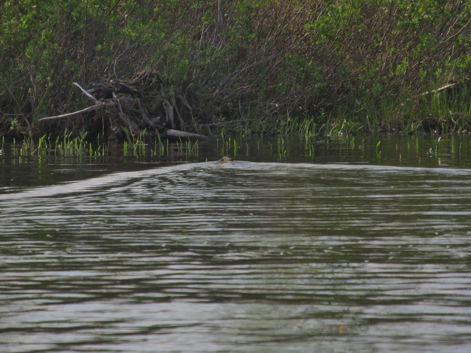 The otter, on the move!