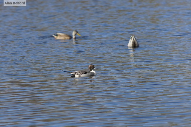 Northern Pintail