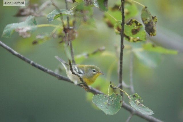Northern Parula yard Northern Parula yard