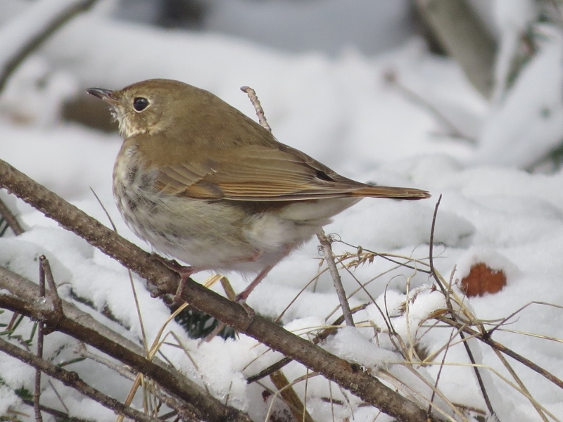 Hermit Thrush Photo by Joan Collins