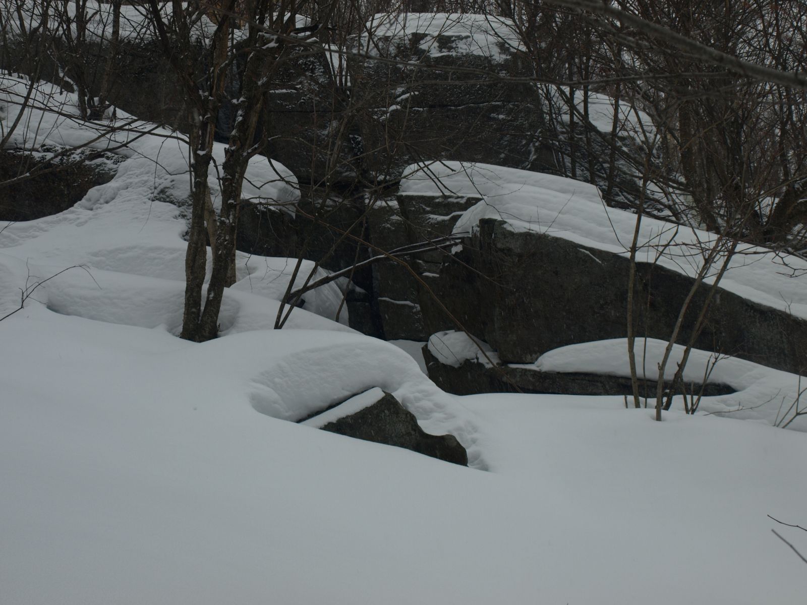 An excellent habitat for porcupine