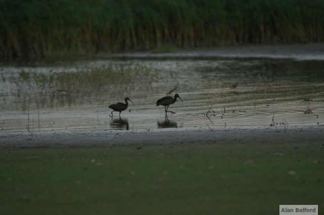 Glossy Ibises