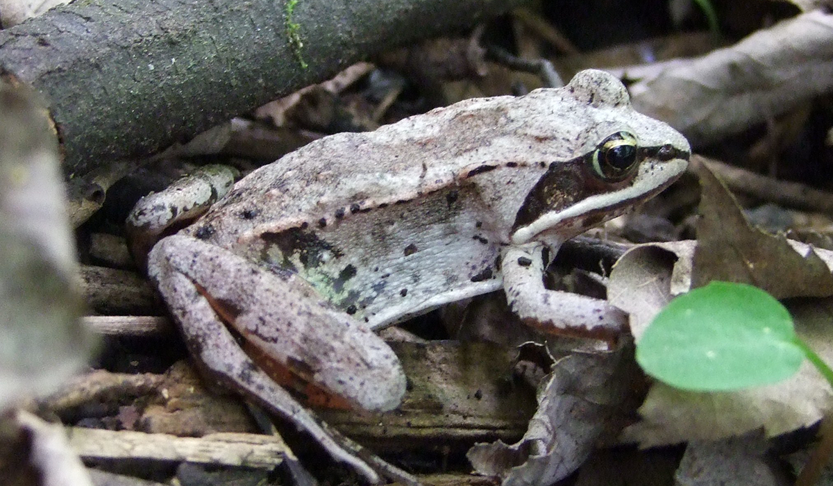 The Wood Frog (Public domain photo)