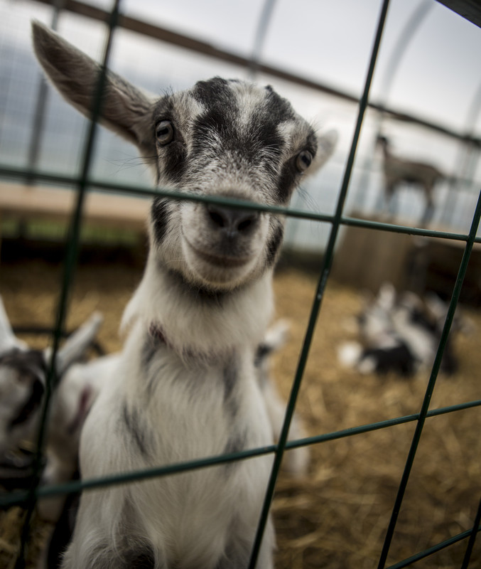 A baby goat will help you smile.
