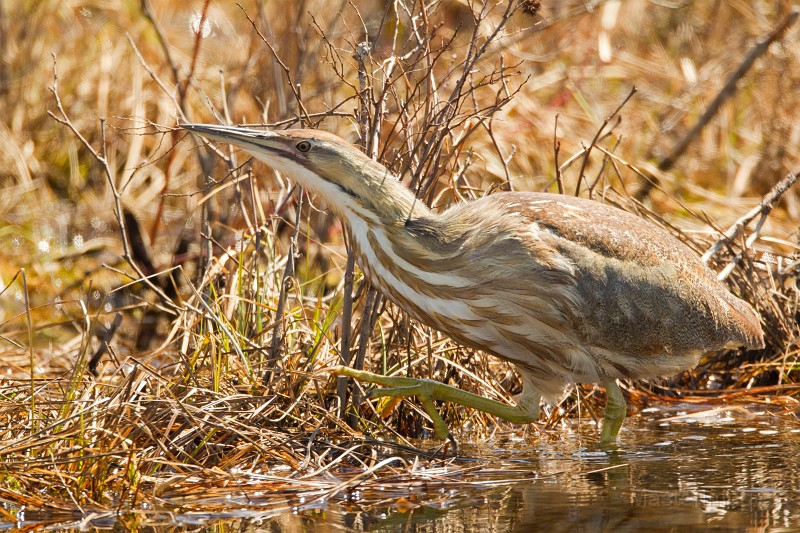 Birds like American Bitterns are coming this spring! Image courtesy of www.masterimages.org.