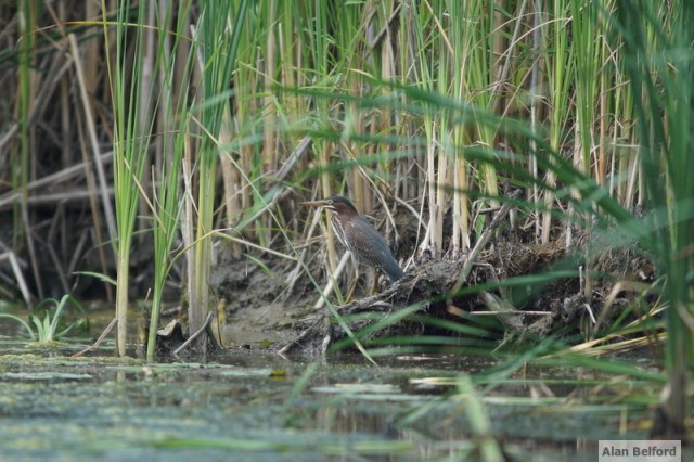 Green Heron