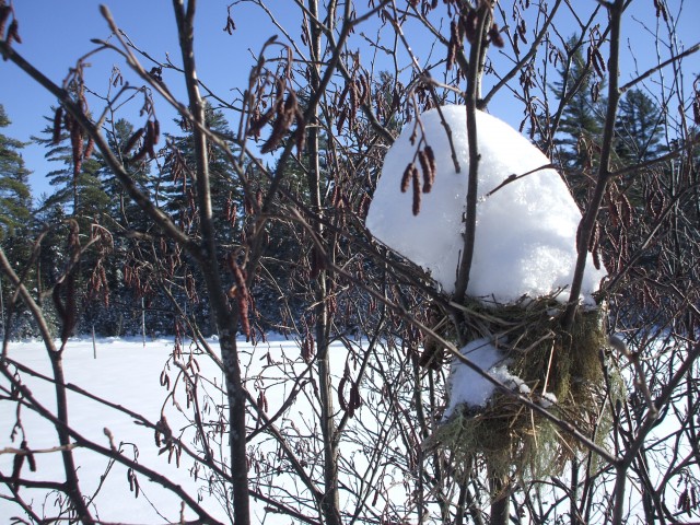 Nest