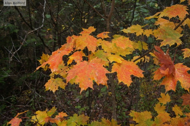 Sugar Maple Sugar Maple