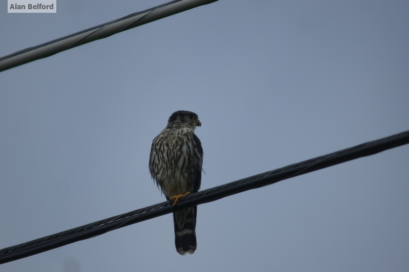 I spotted a Merlin not long after we set off. I spotted a Merlin not long after we set off.