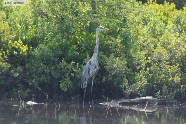 Great Blue Heron Great Blue Heron