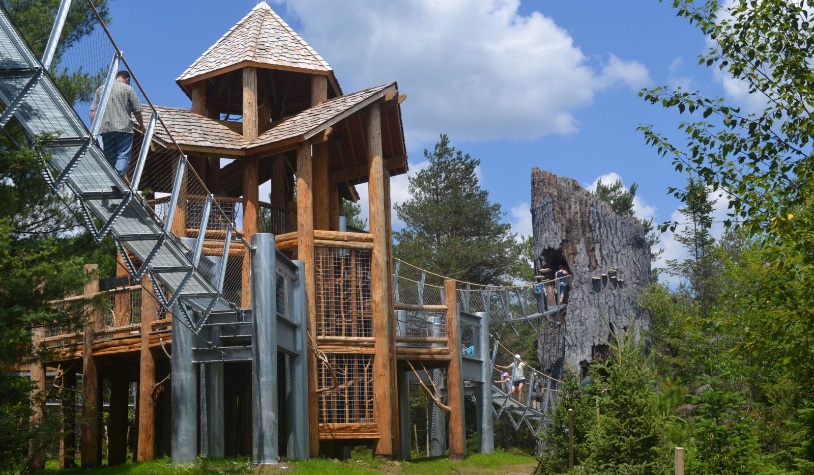 Discover Wild Walk at The Wild Center