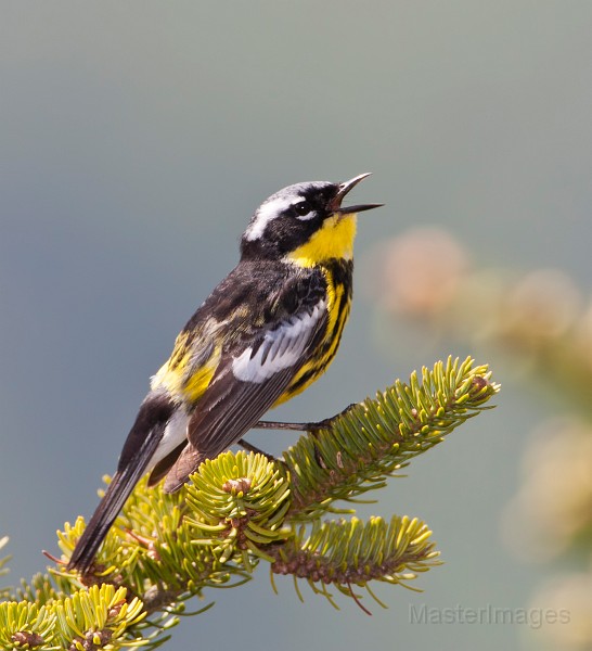 Magnolia Warbler by Larry Master