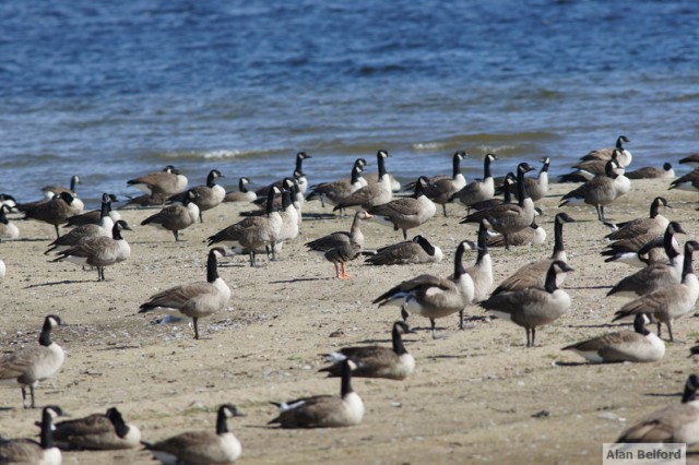 Greater White-fronted Goose