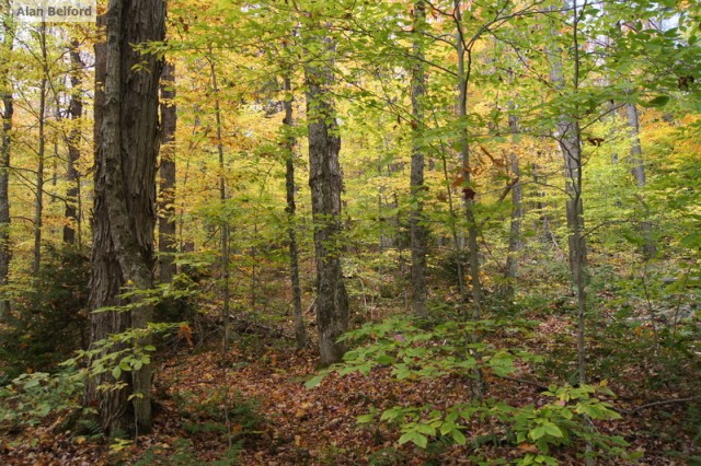 Beech Understory Beech Understory