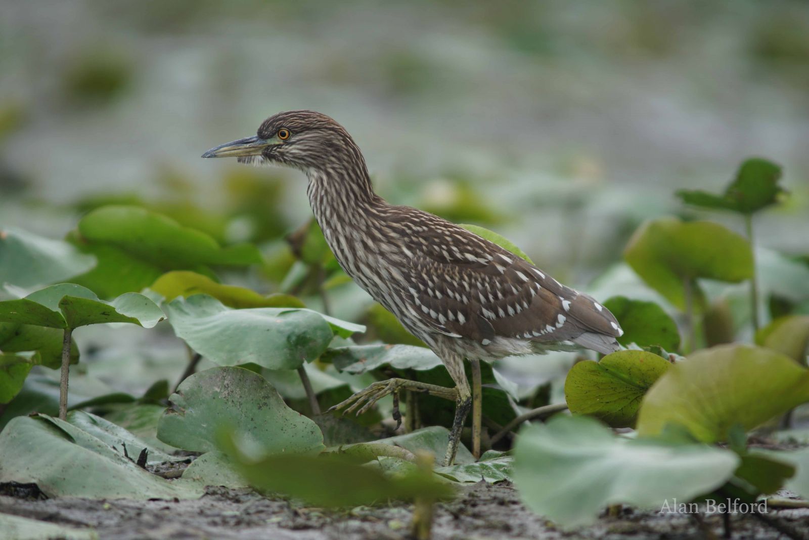 The La Chute is also a great place to find black-crowned night-herons. This is an immature bird.