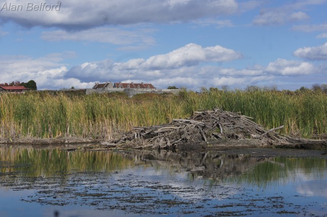 Beaver lodge - Fort Ti