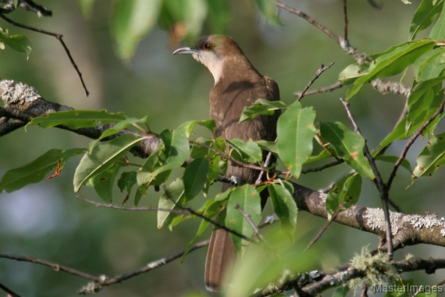Black-billed Cuckoo - Larry