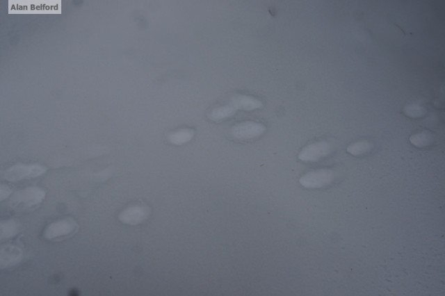 Snowshoe Hare Tracks Snowshoe Hare Tracks