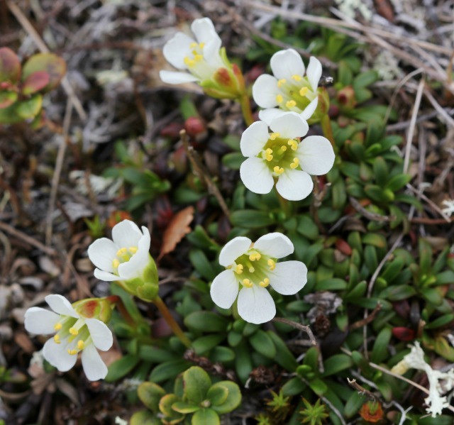 delicate Alpine plants, like this Diapensia, can be killed just by being stepped on a mere five times! delicate Alpine plants, like this Diapensia, can be killed just by being stepped on a mere five times!