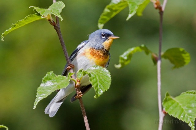 N. parula - larry N. parula - larry