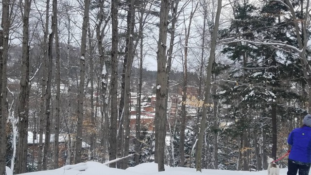 Downtown Saranac Lake through the trees