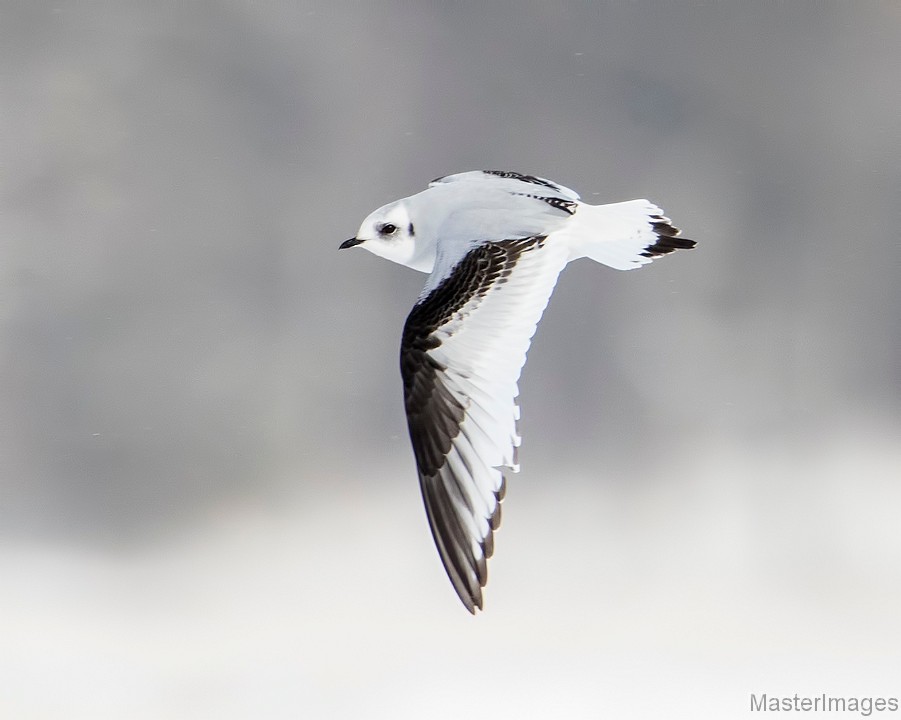 Ross's Gull photo by Larry Master