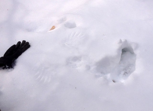 Grouse hole