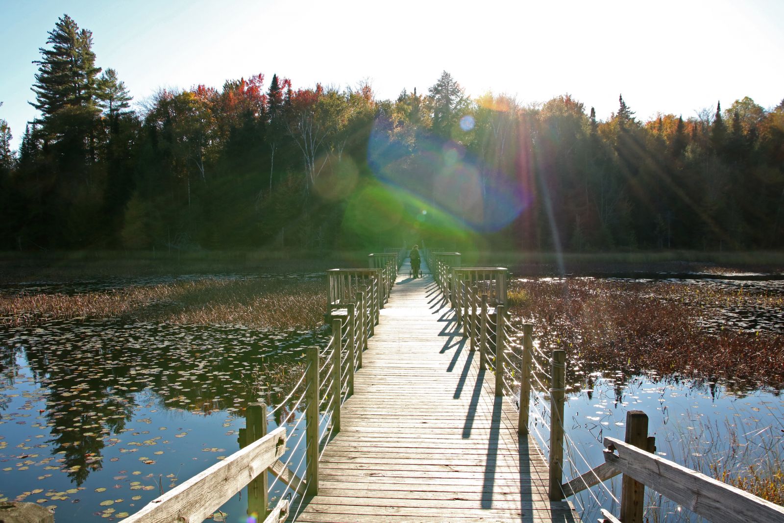 The floating bridge on the Heron Marsh Loop.