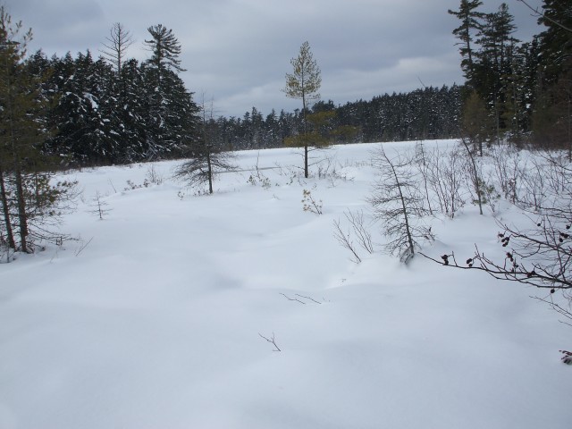 Marsh Marsh